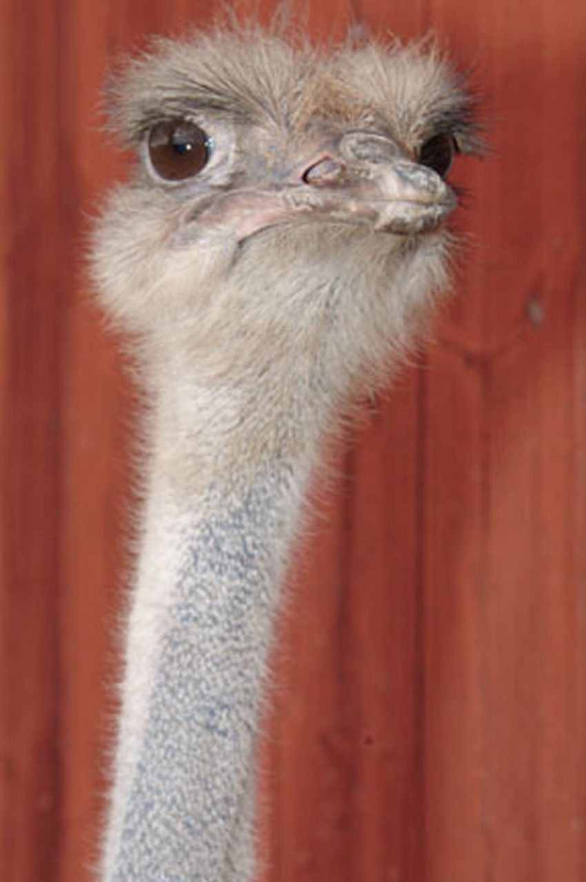 grumpy
